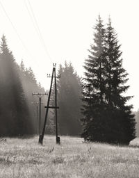 Trees on field against clear sky