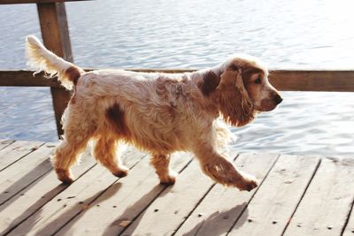 Close-up of dog on pier at lake