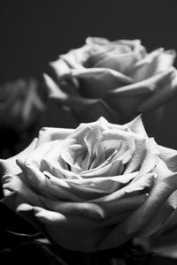 Close-up of rose bouquet against black background