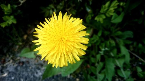 Close-up of yellow flower