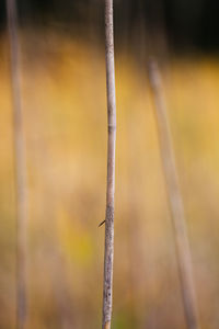 Close-up of leaf