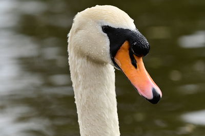 Close-up of swan