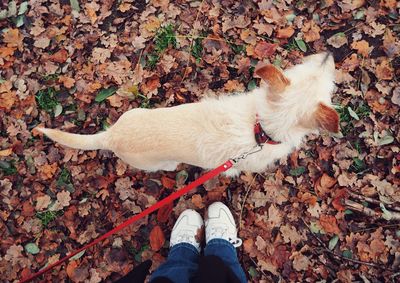 Low section of person standing on autumn leaves