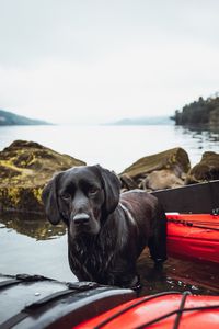 Dog looking at sea against sky during kayak trip