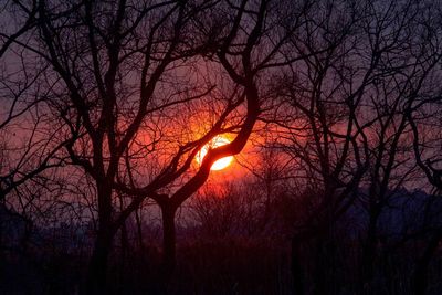 Silhouette of bare tree at sunset