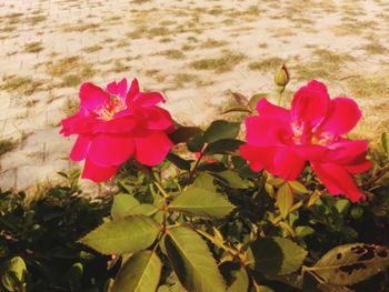 Close-up of pink flowers blooming outdoors