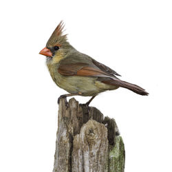 Close-up of bird perching on wood against white background