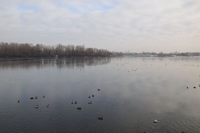 Flock of birds swimming in lake