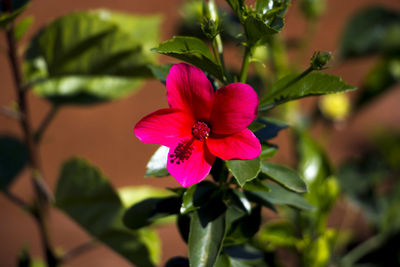 Close-up of pink flowering plant