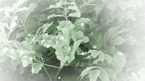 Close-up of white flowering plant