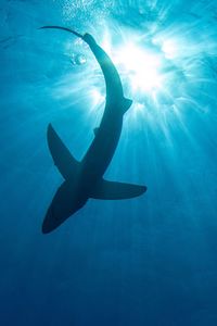 Low angle view of silhouette person swimming in sea