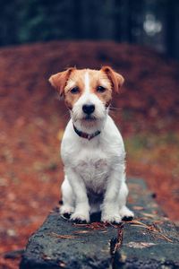 Portrait of jack russell terrier on wood during autumn
