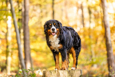 Portrait of a dog in the forest