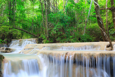 Scenic view of waterfall in forest