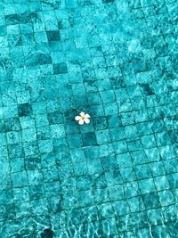 High angle view of flower petals on the floor