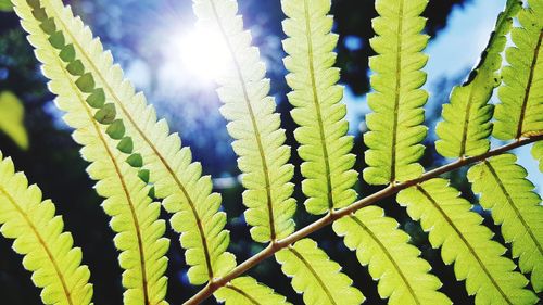 Low angle view of fern on sunny day