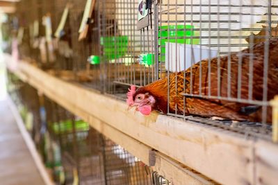 View of a bird in cage