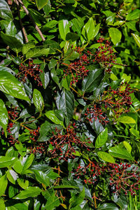 Close-up of berries growing on tree