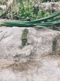 Papilio machaon caterpillar 