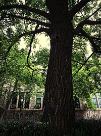 View of tree trunk