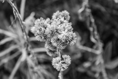 Close-up of flowers