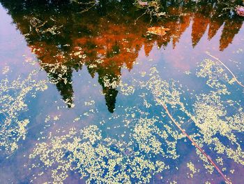 Reflection of trees in lake