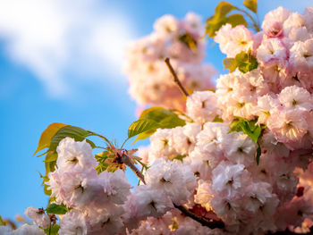 Close-up of pink cherry blossoms