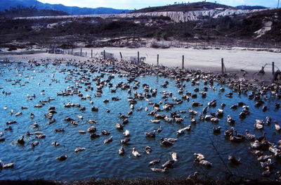 Flock of birds on beach