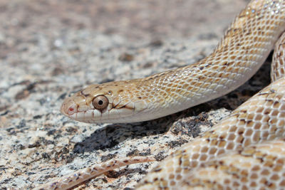 Close-up of lizard