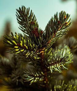 Close-up of pine tree branch