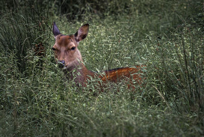 Portrait of deer in a field