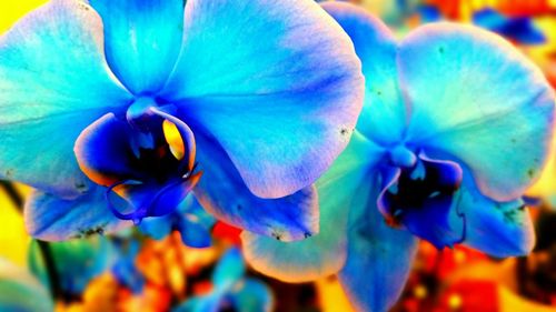 Close-up of purple flowers blooming