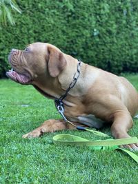 Dog lying on grass