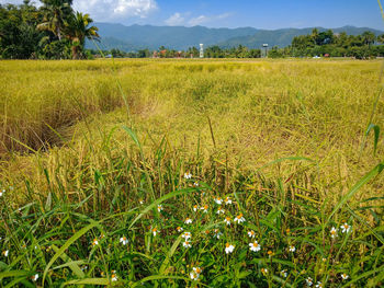 Scenic view of field against sky