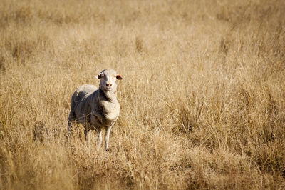 Portrait of horse standing in field