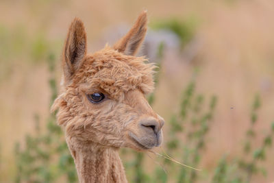 Alpaca that likes to be photographed