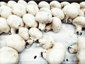 Full frame shot of white mushrooms