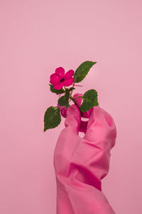 Close-up of pink rose against white background