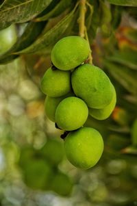 Close-up of fruits growing on tree