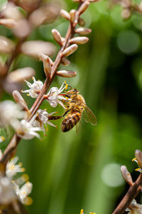 Bee pollinating on white flowers of cordyline australis flowers, commonly known as the cabbage tree.