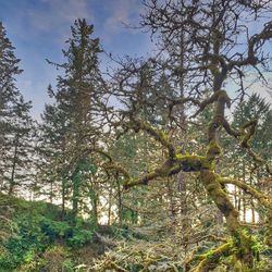 Low angle view of tree in forest