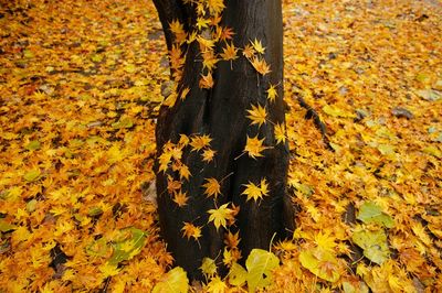 Yellow autumn leaves on tree trunk