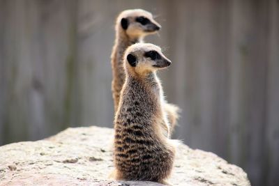 Close-up of meerkats sitting on rock