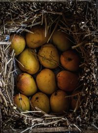 High angle view of mangoes  in box