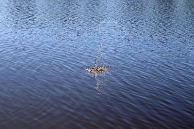 High angle view of crab in sea