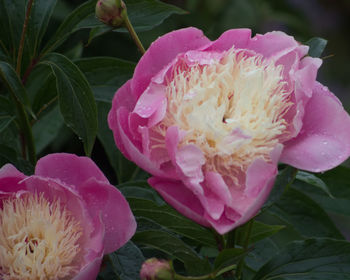 Close-up of pink flowers blooming outdoors