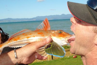 Close-up of hand holding fish in sea