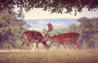 Full length view of deer on field with landscape behind