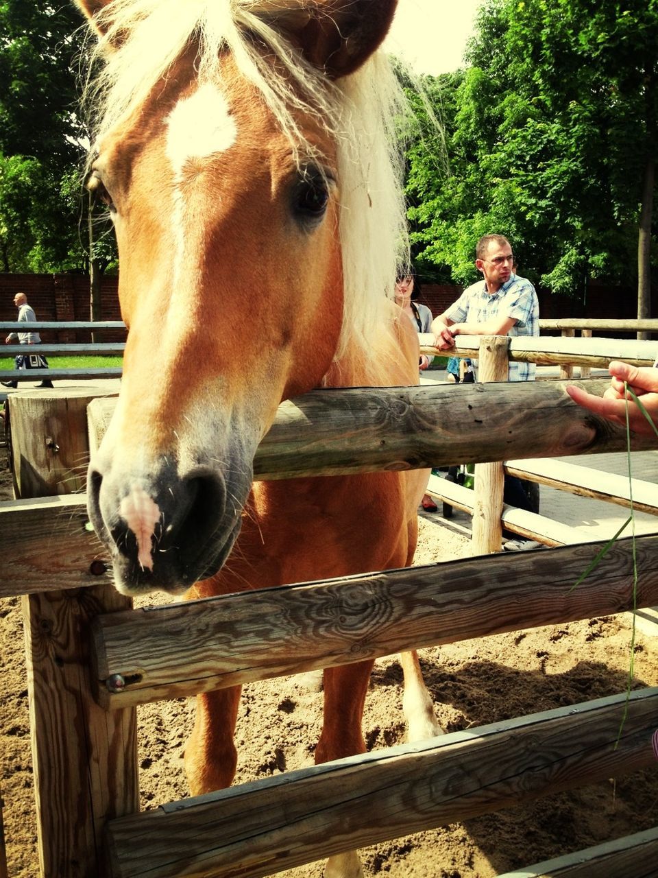 horse, domestic animals, animal themes, mammal, livestock, working animal, herbivorous, one animal, tree, fence, wood - material, bridle, animal head, animal pen, standing, two animals, stable, ranch, cow, day