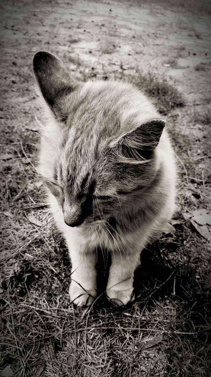 one animal, domestic, mammal, animal themes, animal, cat, domestic cat, pets, domestic animals, vertebrate, feline, no people, field, close-up, relaxation, high angle view, land, nature, day, grass, whisker